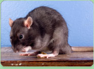 rat control Coalville