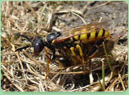 wasp control Coalville